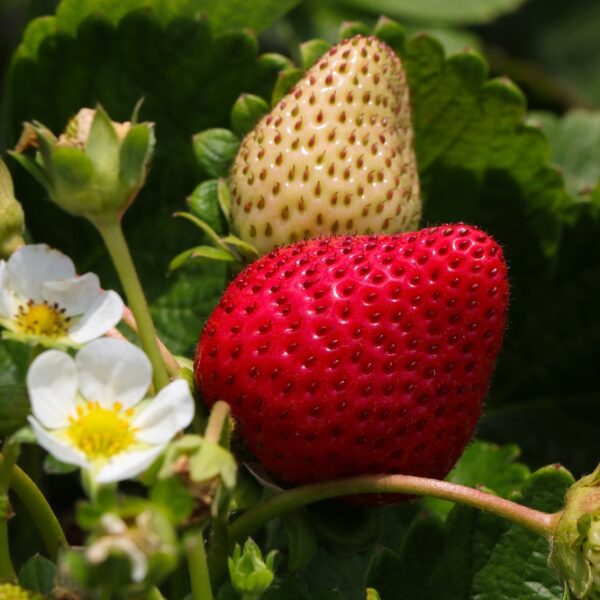 Fragaria-x-ananassa-Perhemansikka