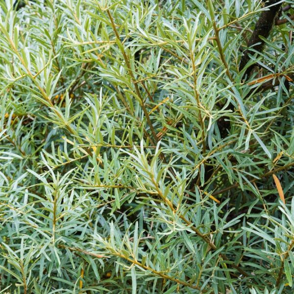 Hippophae-rhamnoides-Rudolf-Tyrni