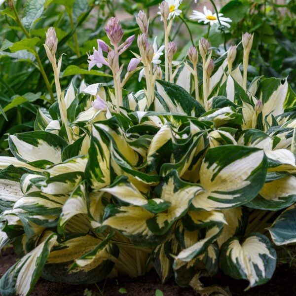 Hosta-Hybr-Fire-And-Ice-Jalokuunlilja