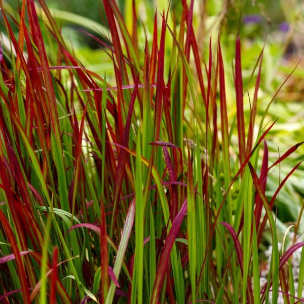 Imperata-Cylindrica-Red-Baron-Hurmesilkkiheina2