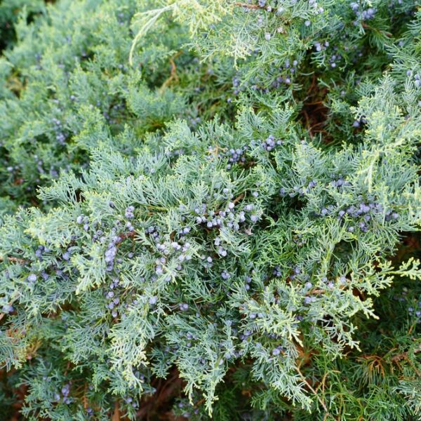 Juniperus-virginiata-Grey-Owl