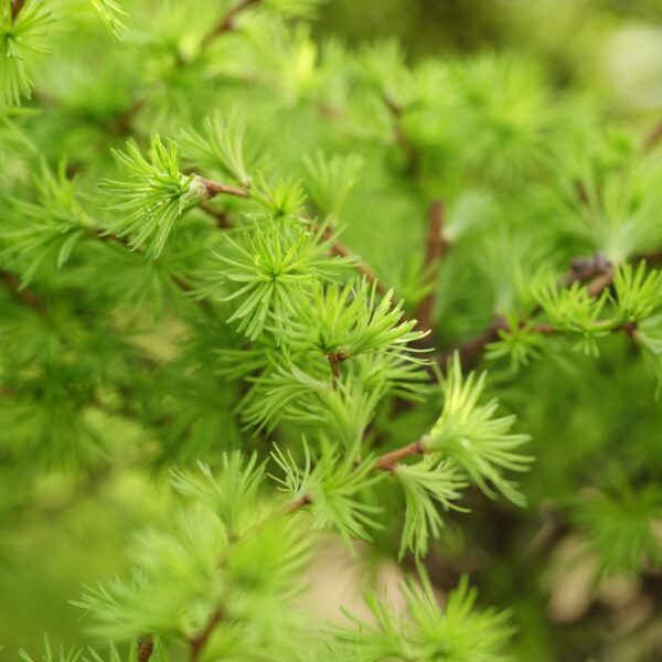 Larix-kaempferi-6
