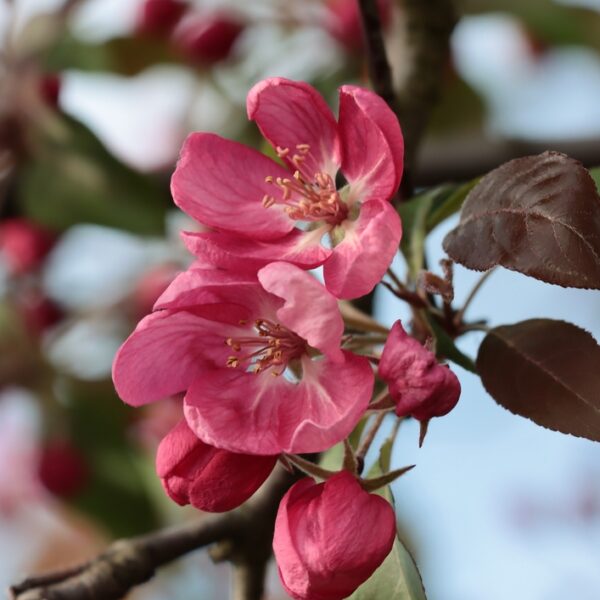 Malus-Aamurusko-Purppuraomenapuu