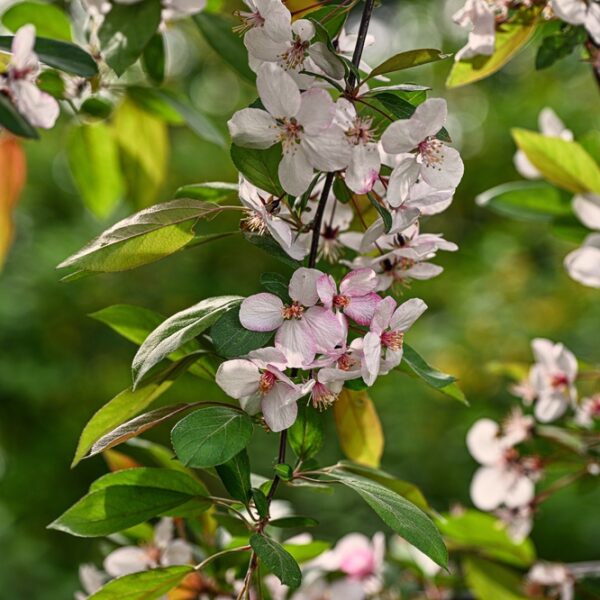 Malus-Cowichan-Purppuraomenapuu