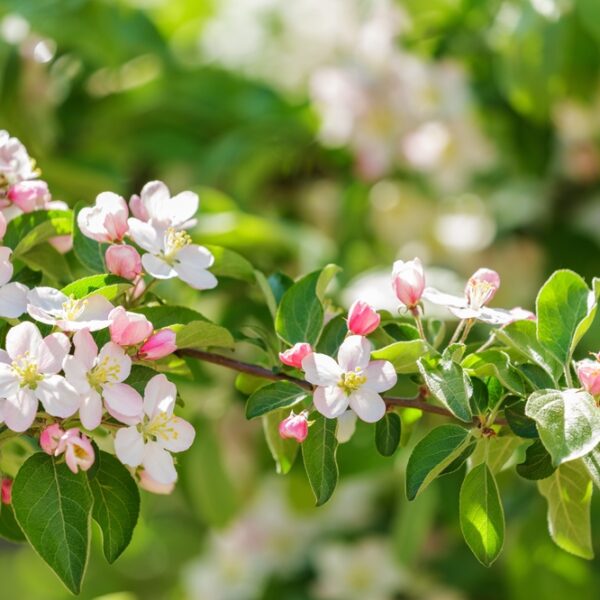 Malus-Erstaa-Paratiisiomenapuu