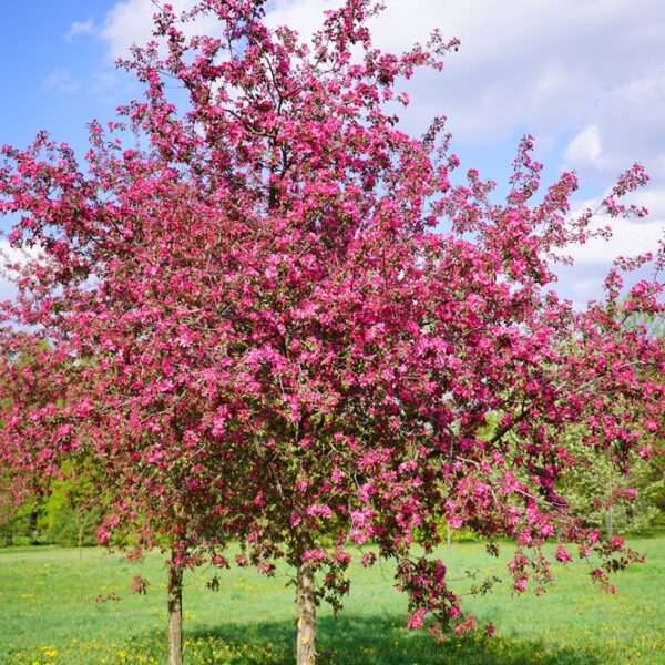 Malus-Rixi-Purppuraomenaa