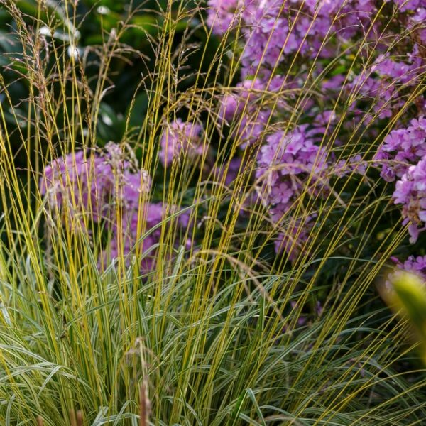 Molina-Caer-Var-Transparent-Isosiniheina