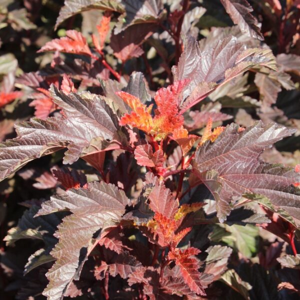 Physocarpus-opulifolius-Little-Angel-purppuraheisiangervo