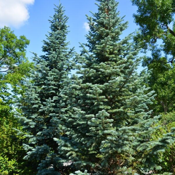 Picea-pungens-Glauca-Super-Blue