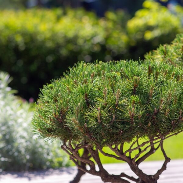 Pinus-peuce-bonsai-Makedonianmaenty