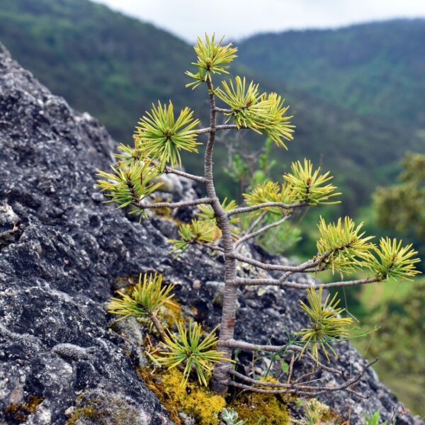 Pinus-sylvestris-bonsai-Metsamanty