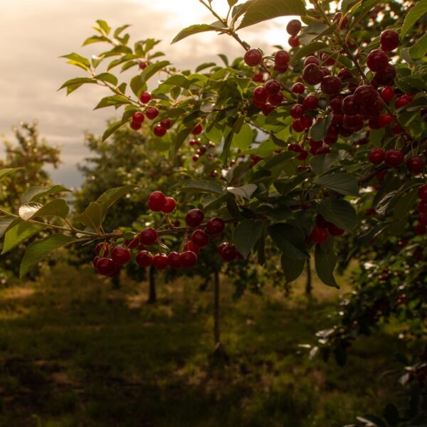 Prunus-cerasus-Fanal-kirsikka