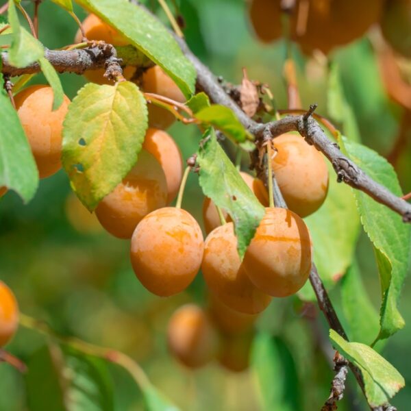 Prunus-domestica-Keltaluumu-laatokan-helmi