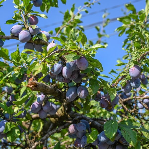 Prunus-domestica-Sinikka-Luumu