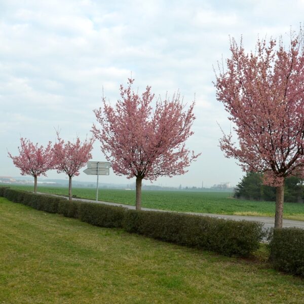 Prunus-sargentii-Rancho-Rusokirsikka