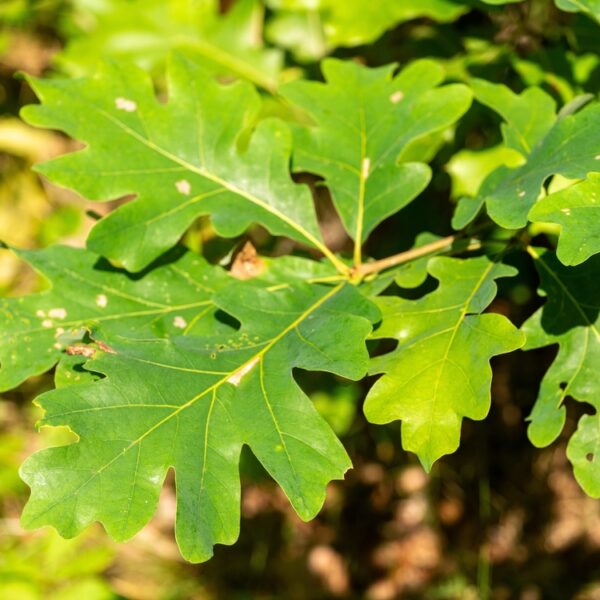 Quercus-velutina-Mustatammi