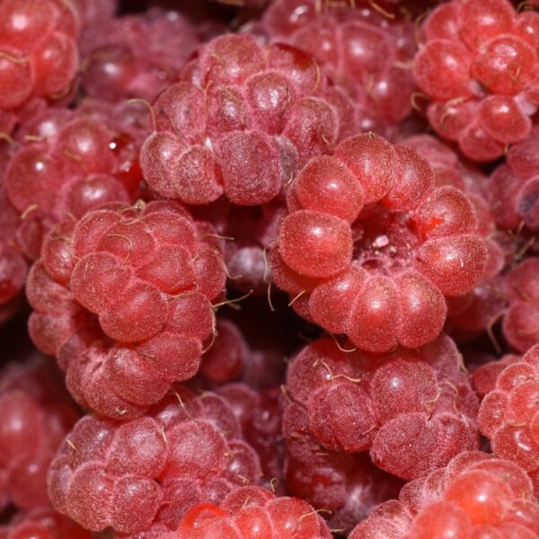 Rubus-x-binatus-Heisa-mesivadelma