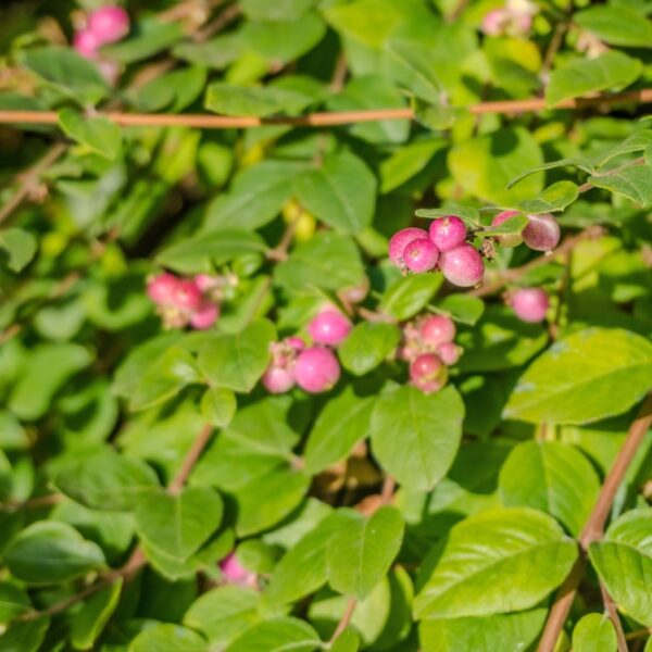 Symphoricarpos-Mother-of-Pearl-Hollanninlumimarja