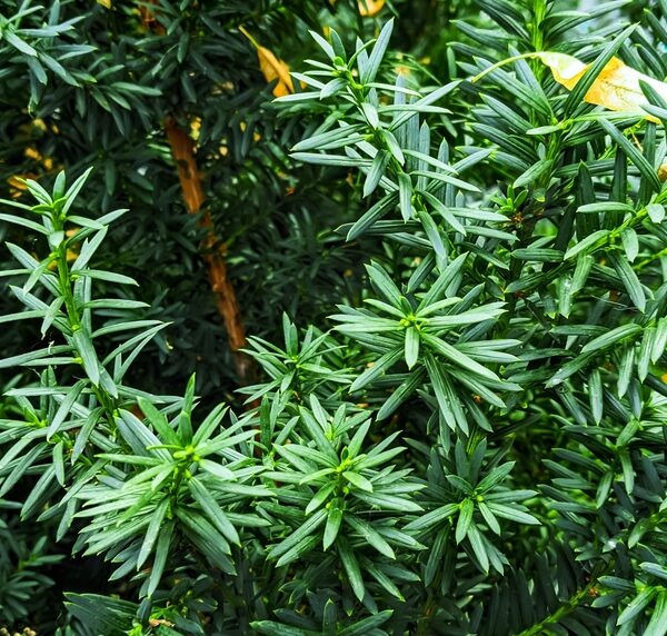 Taxus-media-Densiformis
