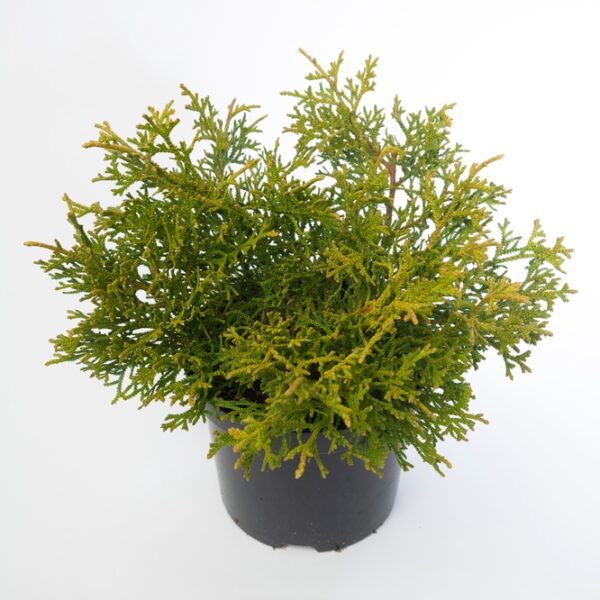 Thujopsis-dolobrata-Nana-kaapiohibatuija