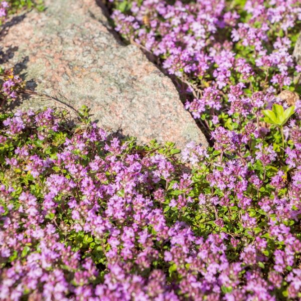 Thymus-Praecox-Red-Carpet-Harmaa-ajuruoho