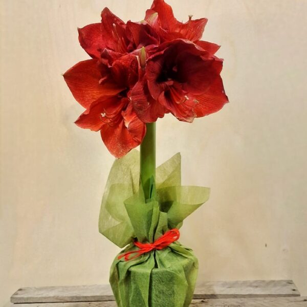 WhatsApp-Image-2023-12-15-at-07-31-54