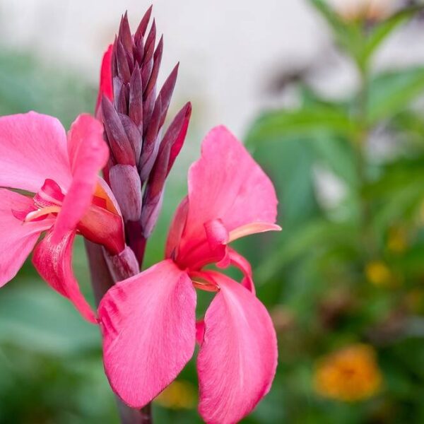 Canna-Pink