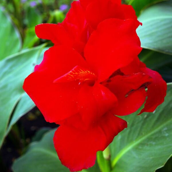 Canna-Red