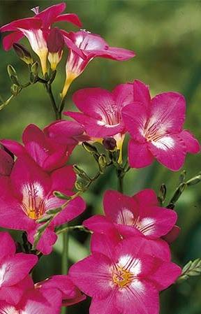 Freesia-Single-Pink
