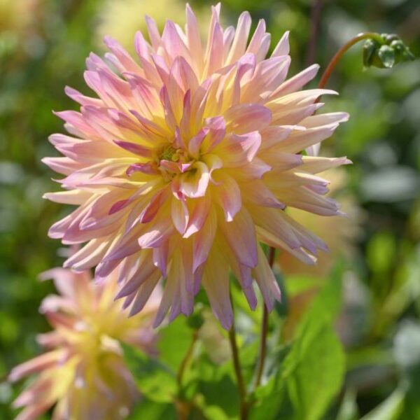 Kaktusdaalia-Cabana-Banana