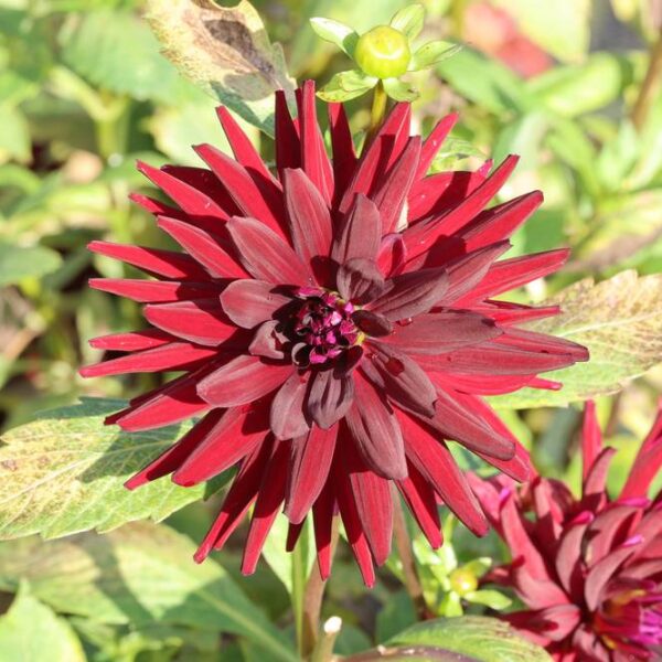 Kaktusdaalia-Chat-Noir