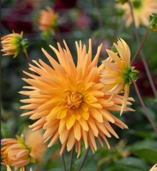 Kaktusdaalia-Gold-Crown