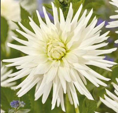 Kaktusdaalia-Mount-Tacoma