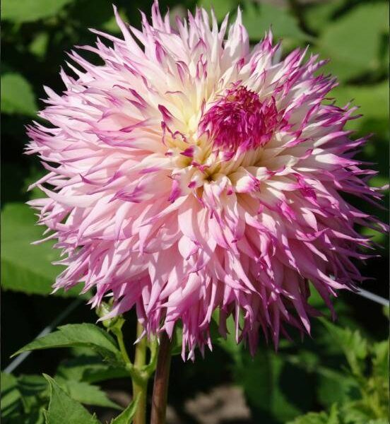 Kaktusdaalia-Pinelands-Princess