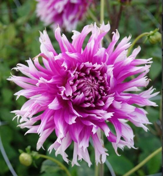 Kaktusdaalia-Table-Dancer