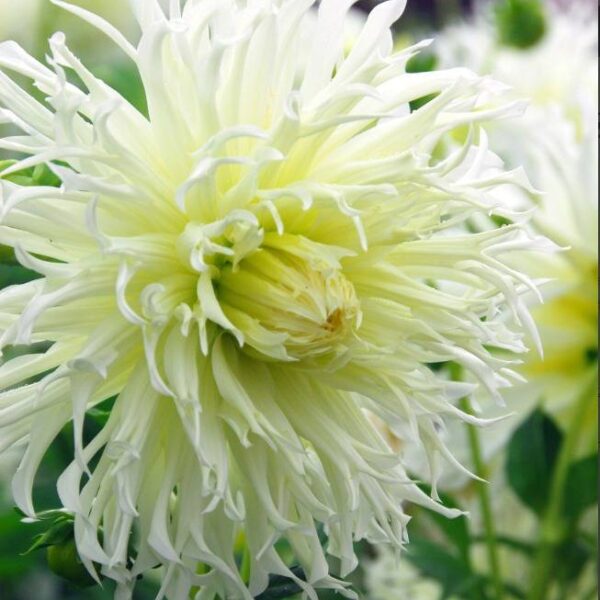 Kaktusdaalia-Tsuki-no-Shisha