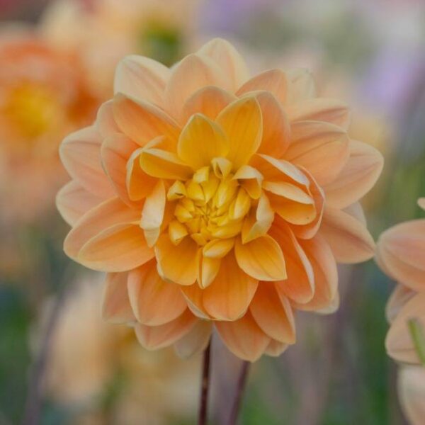 Koristedaalia-Aladdins-Lamp