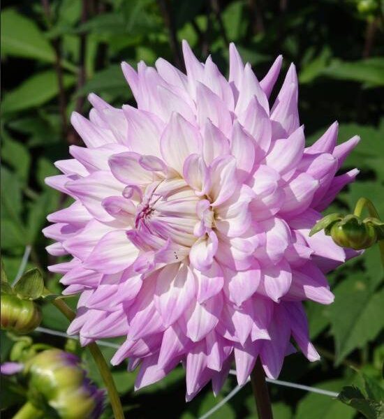 Koristedaalia-Almands-Joy