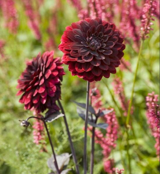 Koristedaalia-Arabian-Night