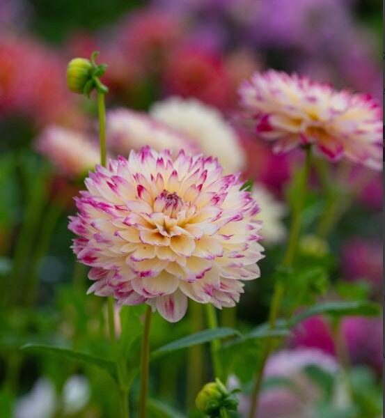 Koristedaalia-Ariko-Aphrodite