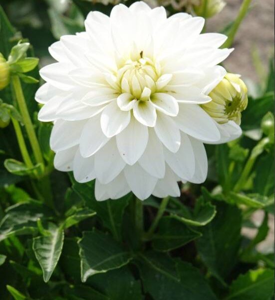 Koristedaalia-Art-Fair