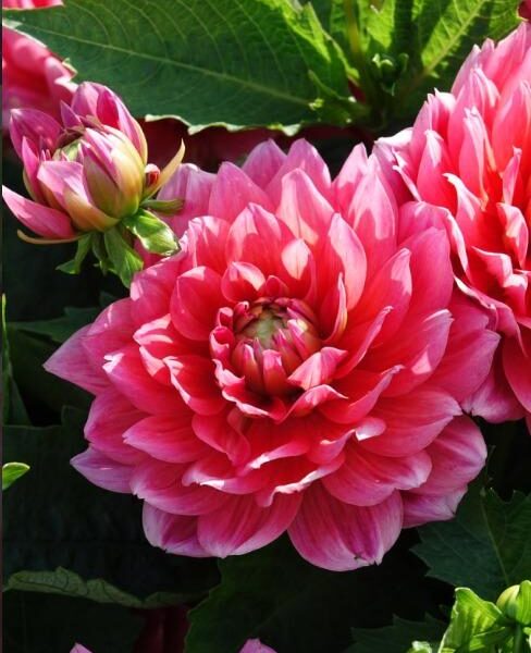 Koristedaalia-Berliner-Kleene