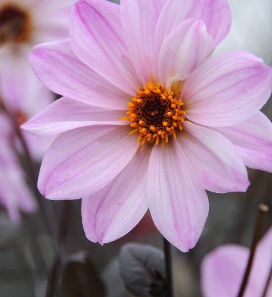 Koristedaalia-Bishop-of-Leicester