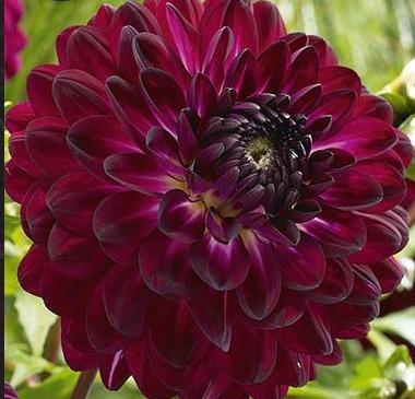 Koristedaalia-Blue-Bird