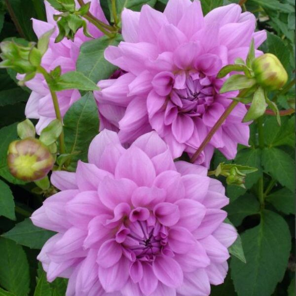 Koristedaalia-Blue-Boy