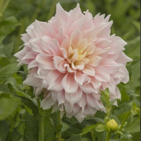 Koristedaalia-Break-Out