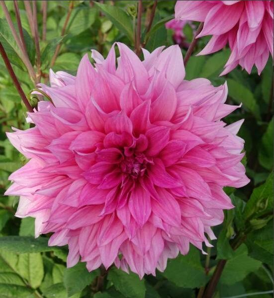 Koristedaalia-Cafe-au-Lait-Rose