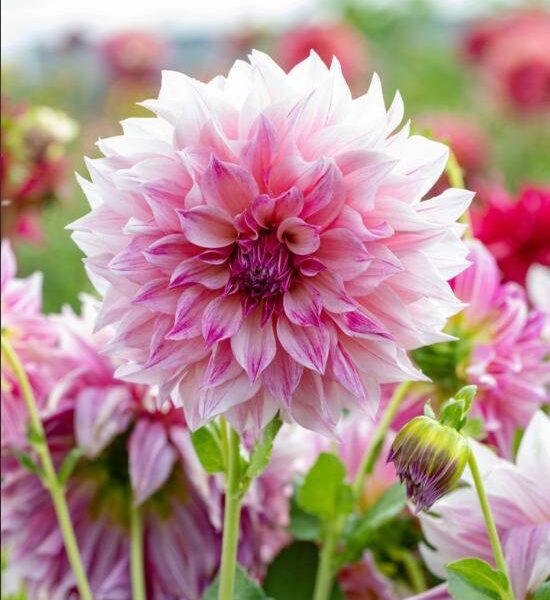 Koristedaalia-Cafe-au-Lait-Royal