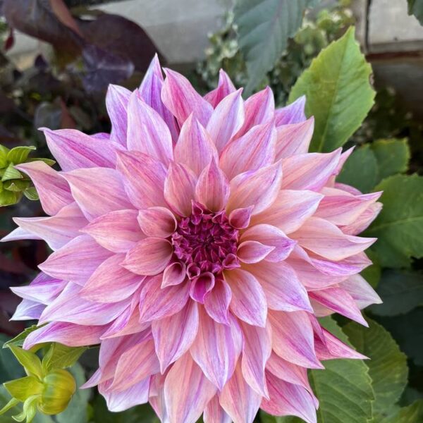 Koristedaalia-Cafe-au-Lait-Twist