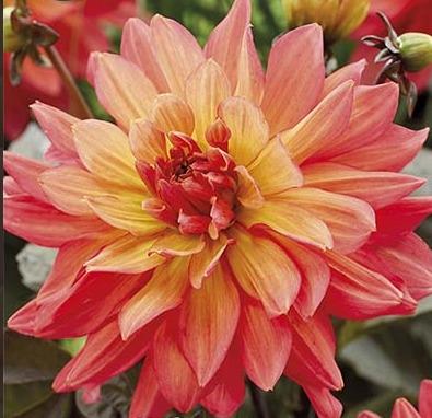 Koristedaalia-Camelot